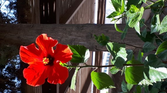 Griekse bloem, Rode hibiscus